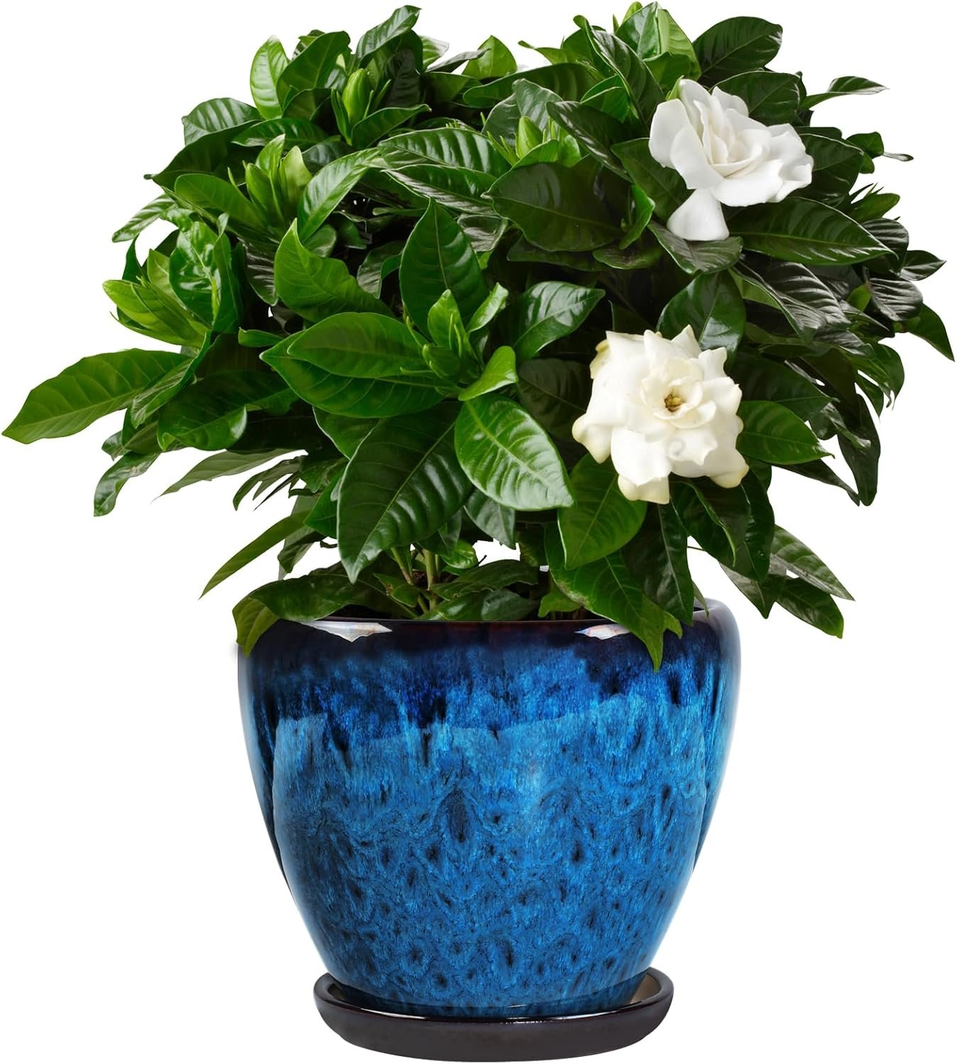 Ceramic Plant Pots with Saucer,8 inch Glaze Planters for Indoor Plants with Drainage Holes, Decorative Flower Pots Outdoor, Modern Orchid Pots for Home Room Decor