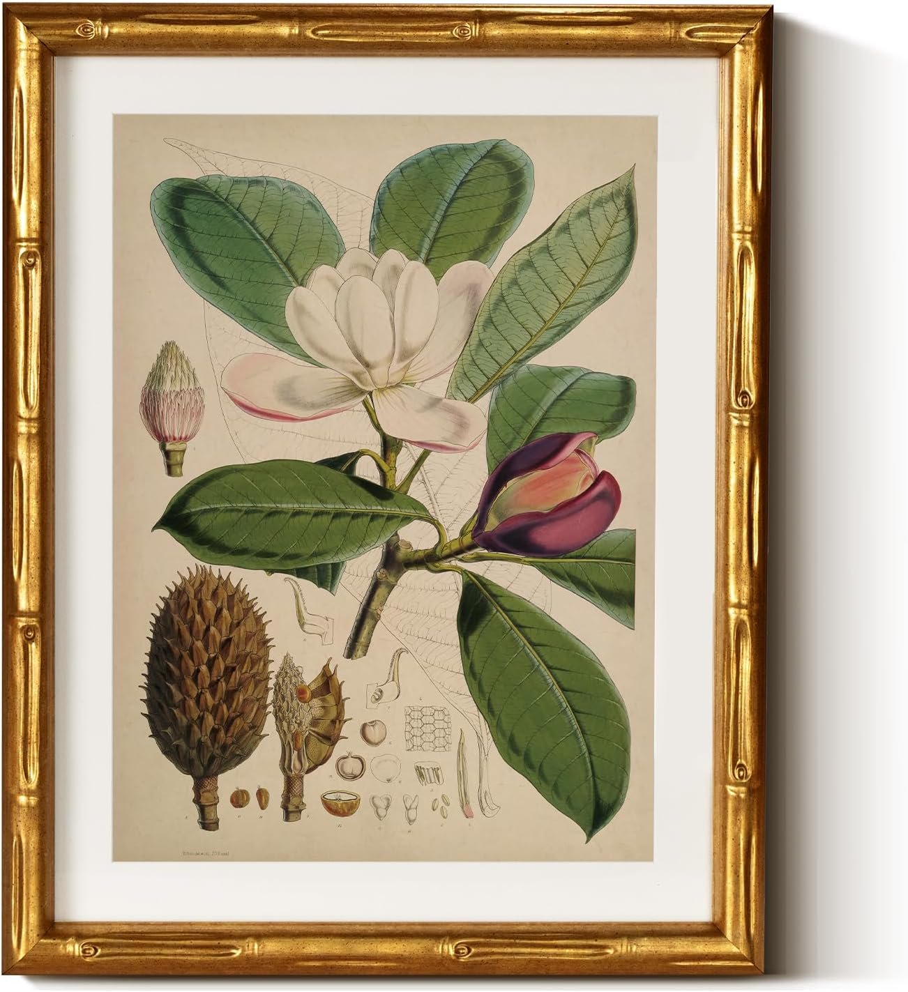 InSimSea Gold Bamboo Framed Canvas Wall Art, Retro Nature Magnolia Botanical Paintings, Antique Vintage Picture Frame with Mat, Victorian Home Wall Decor for Living Room Kitchen Dining, 11x14inch