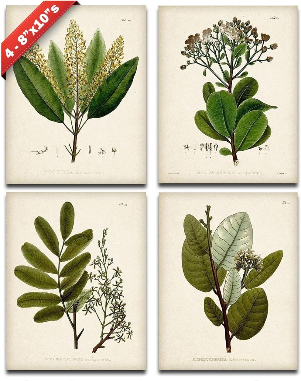 Sage Green Botanical Wall Art – Set of 4 Vintage Plant Prints, 8×10 | Unframed nature prints for bathroom, kitchen or living room – modern decor
