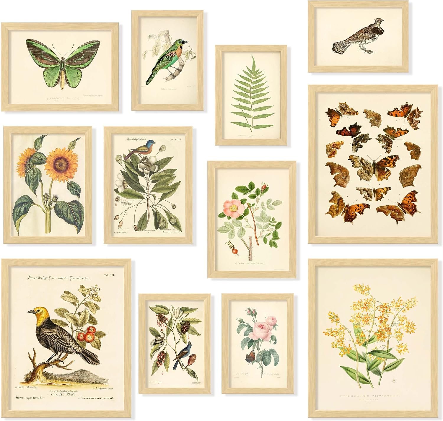 97 Decor Framed Vintage Botanical Prints, 12 Pcs Wall Art, Beige Frame | Butterfly, bird, fern and flower art, framed 8×10 5×7 4×6 sizes, bedroom and living room gallery wall
